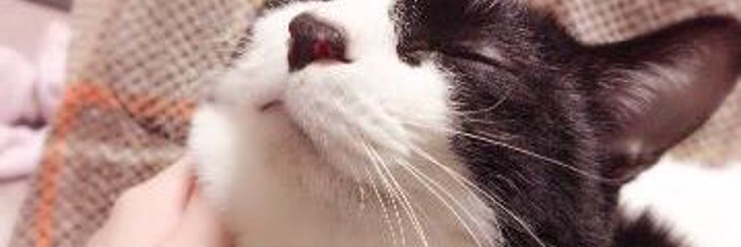 __cocomil's profile banner image