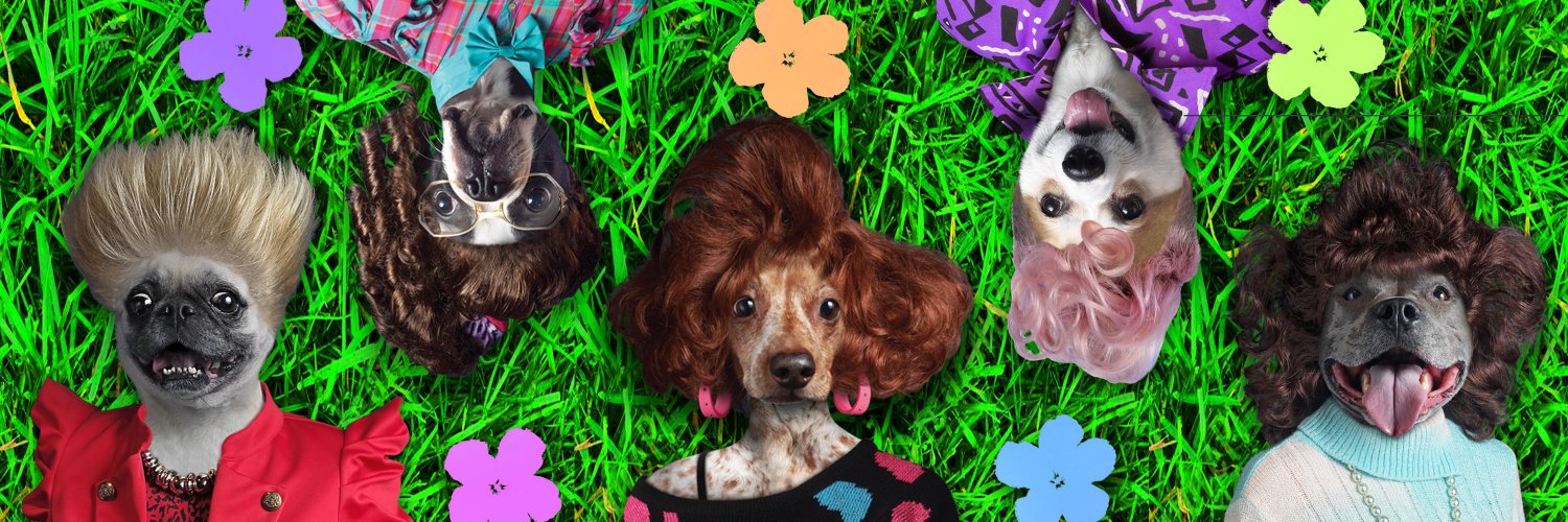 Dog Hair High 🐶 banner