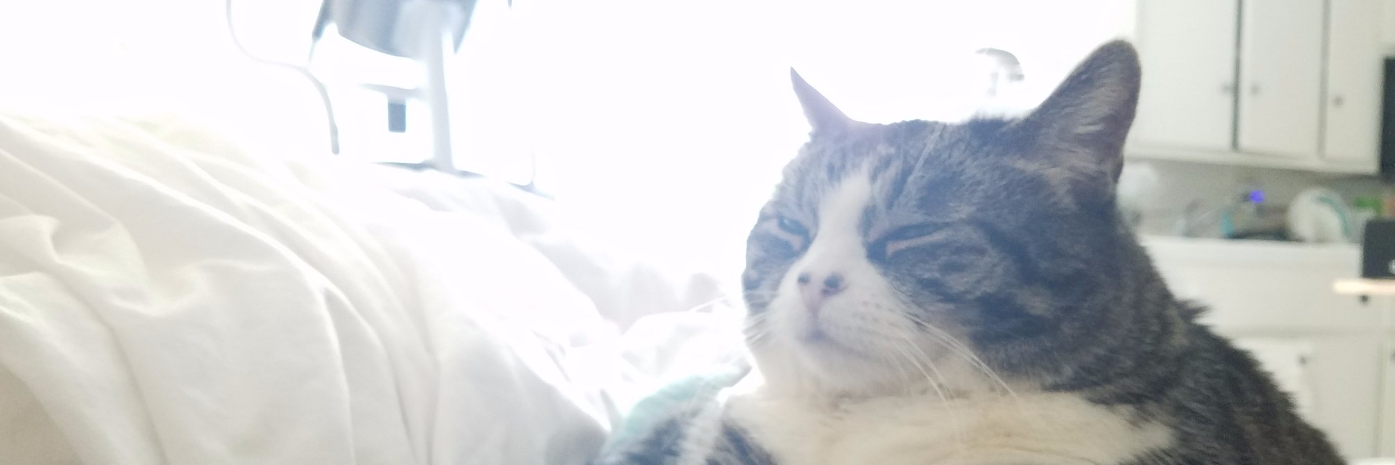 cat_von_daisy's profile banner image