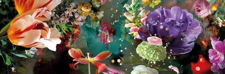 Anna Stephens banner