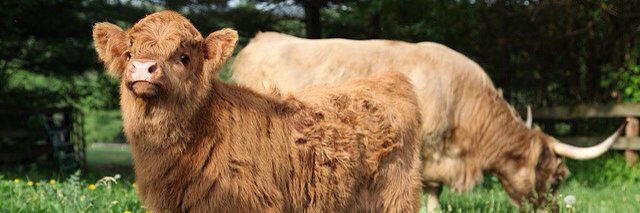 🐮Lurking Cow🐮(Locked ➡️ 🟦☁️🦋) banner