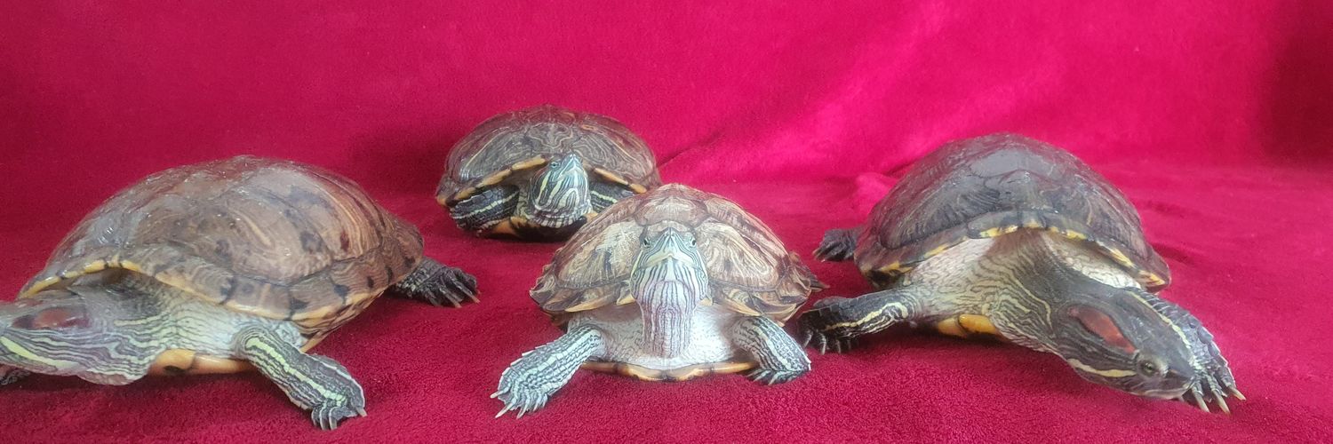 くえ🐢🐢🐢🐢 banner