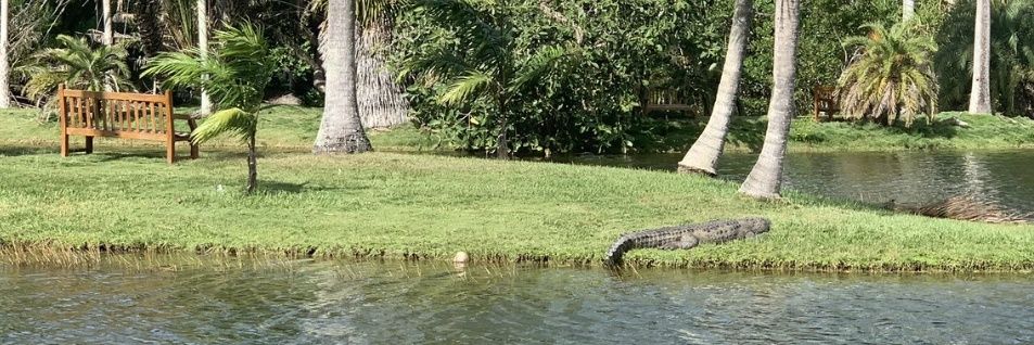 CallMeCrocs's profile banner image