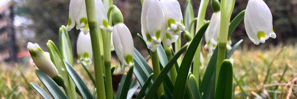 silviafale Profile Banner