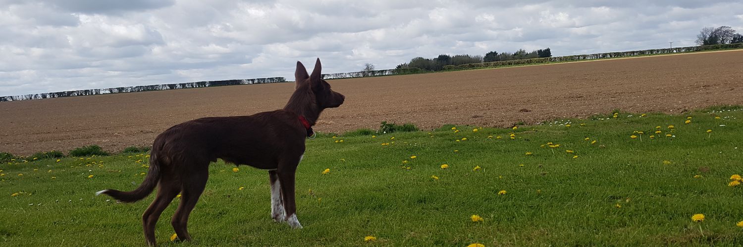 Search Dog Rusty banner