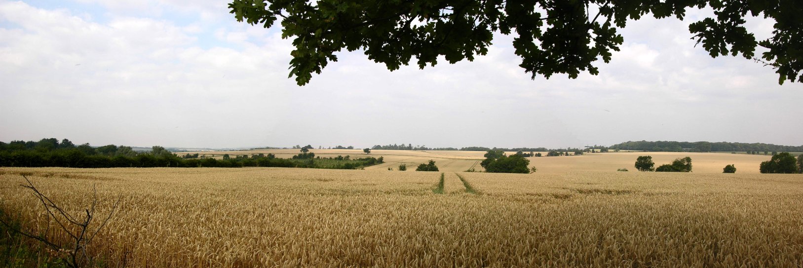 Prof Mike McCarthy banner