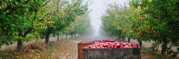 devoto_orchards Profile Banner
