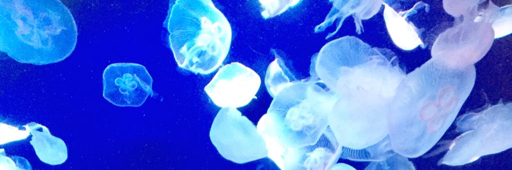 Megumi Otani 大谷愛(おおたにめぐみ) banner