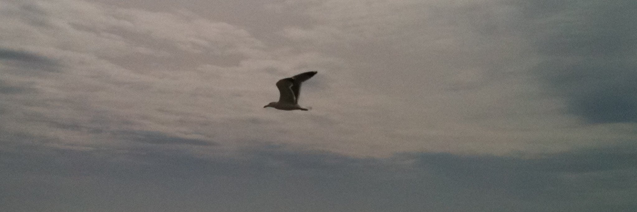 Pioupiou #StopGazaGenocide 🍉🍉 Turtle institut 🐢 banner