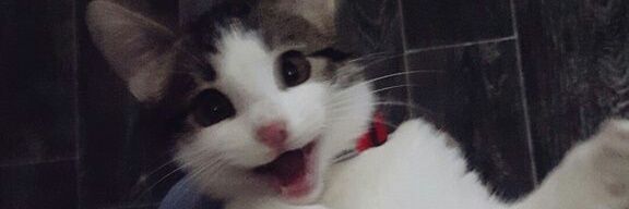 CraazyAudrey's profile banner image
