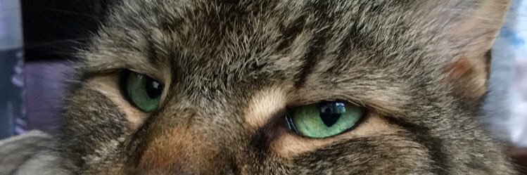 NBanney's profile banner image