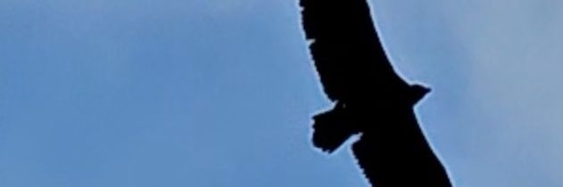 SHIM banner
