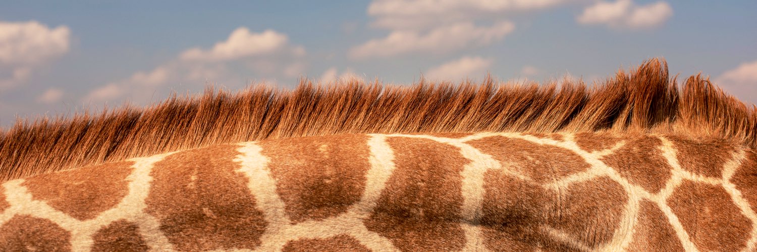 fabiana tosco banner