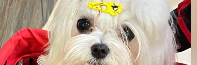 taisanjuan's profile banner image