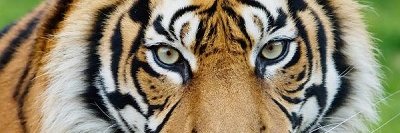 RodPatriote's profile banner image