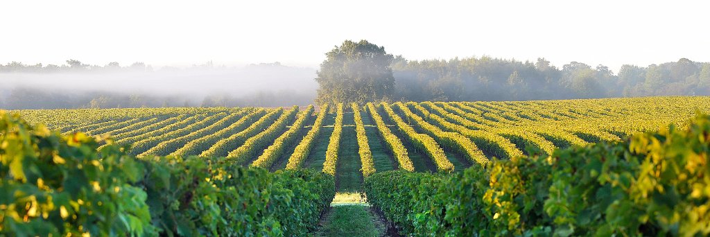 Plan Dépérissement banner