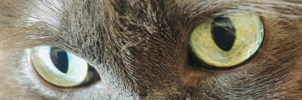 callamitty Profile Banner