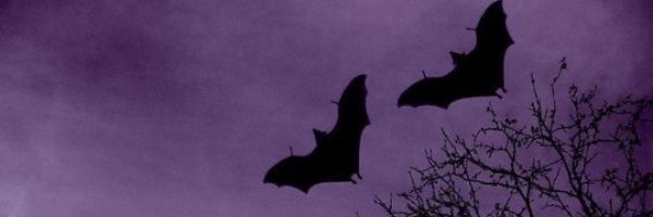 bruujademar's profile banner image