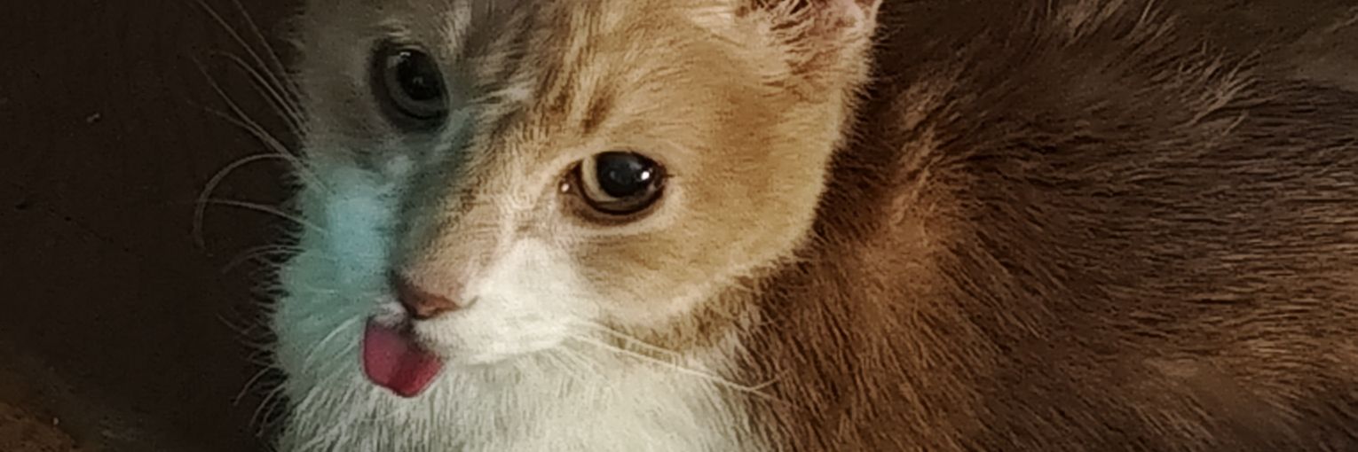 𝔃𝓸𝔀𝓲𝓮 banner