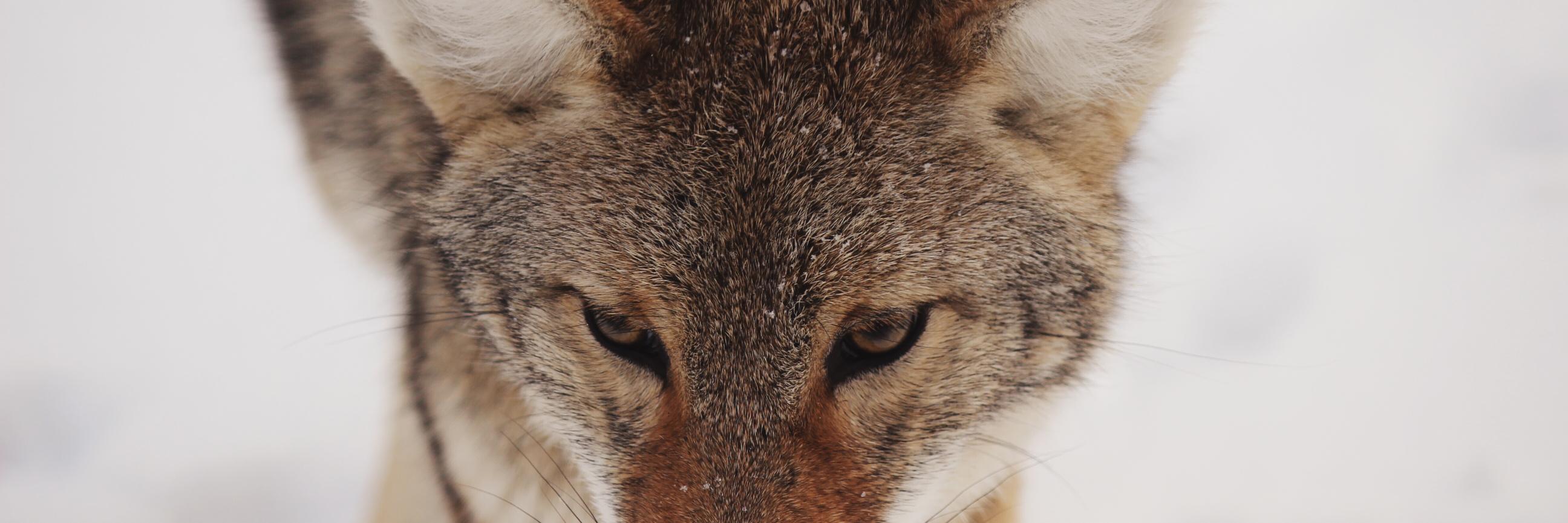 RedRiverCalls's profile banner image