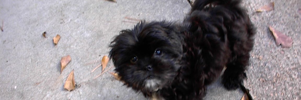 Michael Loves Democracy banner