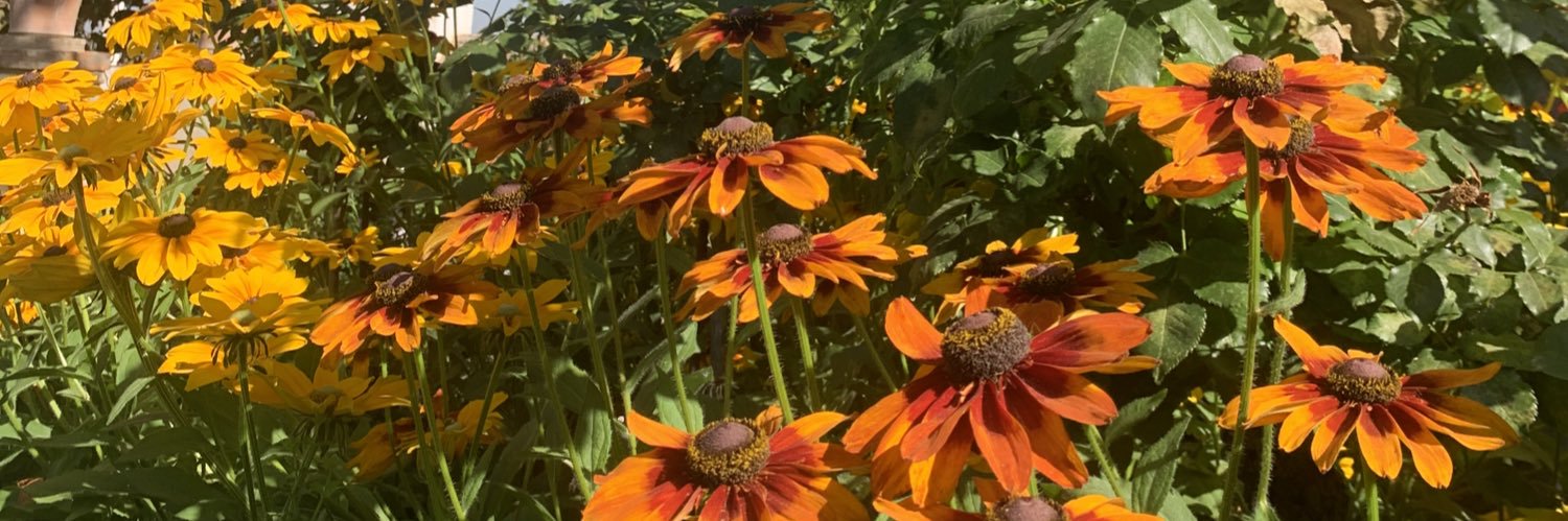 lauaracil's profile banner image