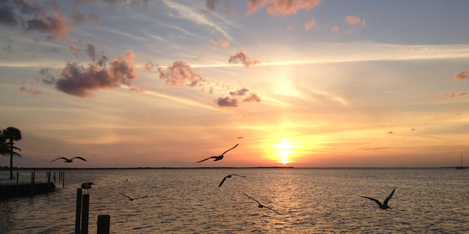 Just ~ Randy ✍️🌹 banner