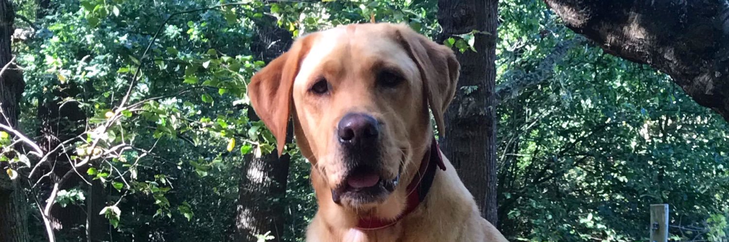 teddyoss's profile banner image