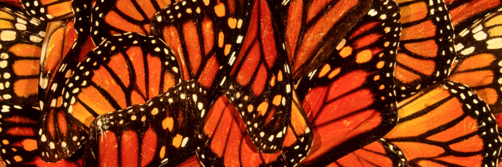 LASA Migraciones, Desplazamientos y Movilidades banner