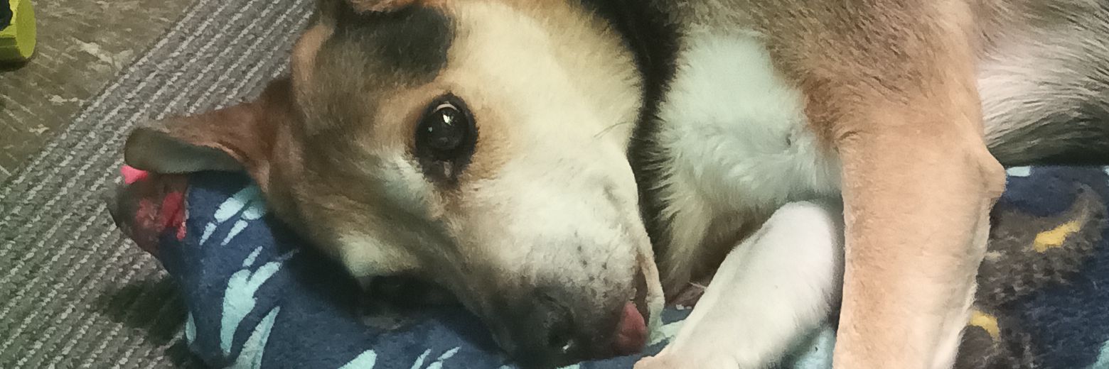 Chuunter_'s profile banner image
