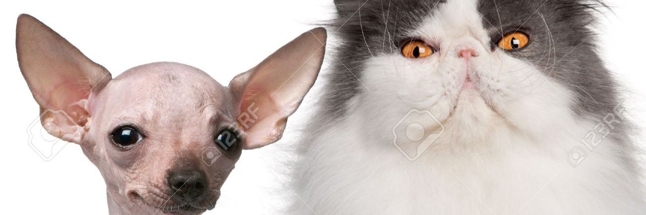 Catsfaqs's profile banner image
