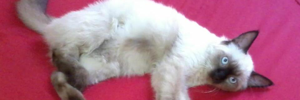 sandra_scs's profile banner image