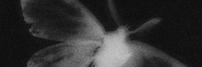 lǝıuɐɥʇɐu banner