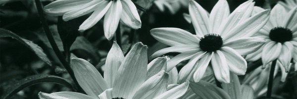 bntoeisgone Profile Banner