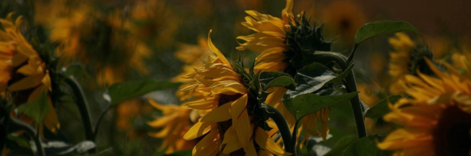 mrsj01's profile banner image