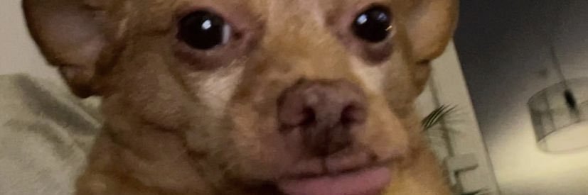 elodgrdmt's profile banner image