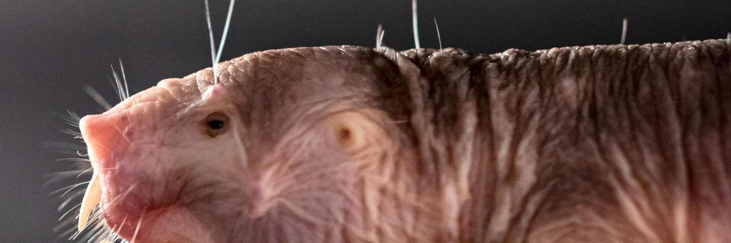 dub_dubzz's profile banner image