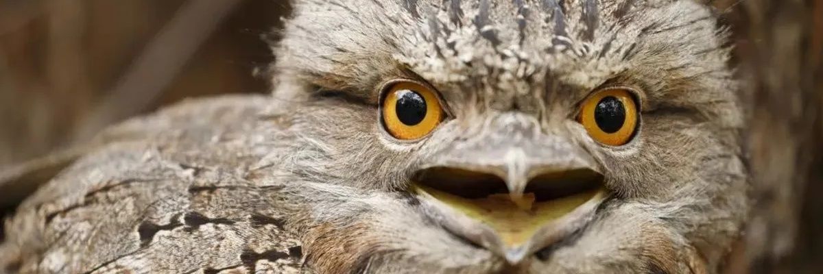 Betillus's profile banner image
