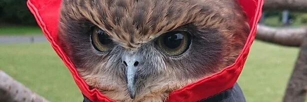 Daniel Williams banner