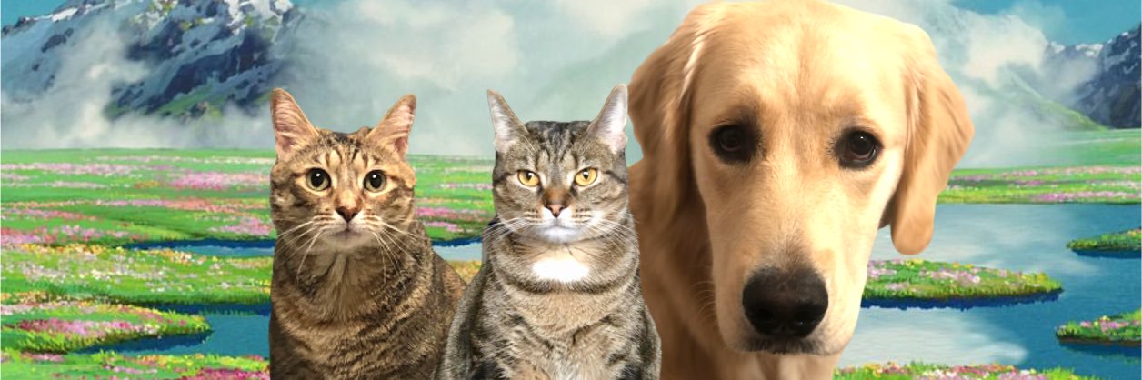 cat_apult's profile banner image