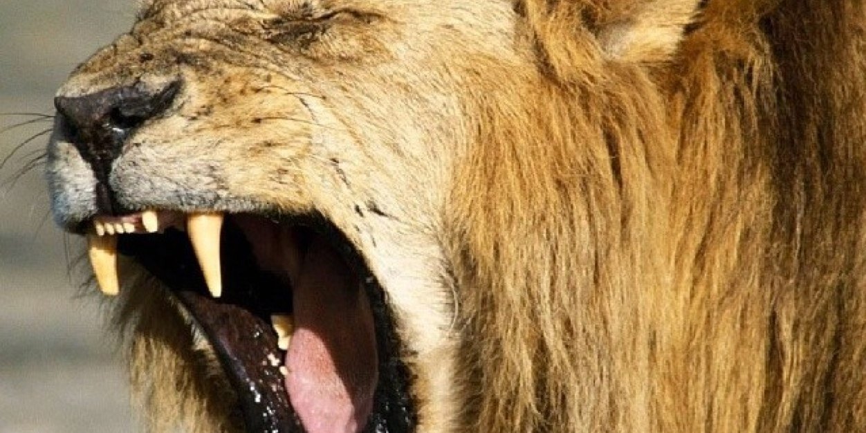 Laraboli's profile banner image