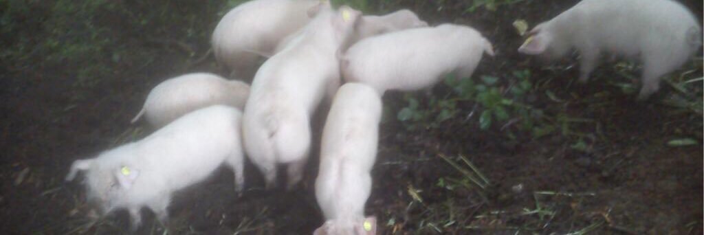 welshpigs banner