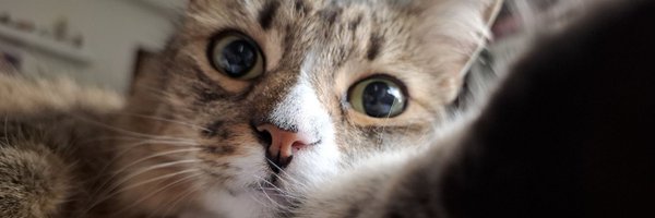 chimialotl Profile Banner