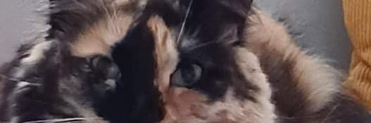 chicmonkei's profile banner image