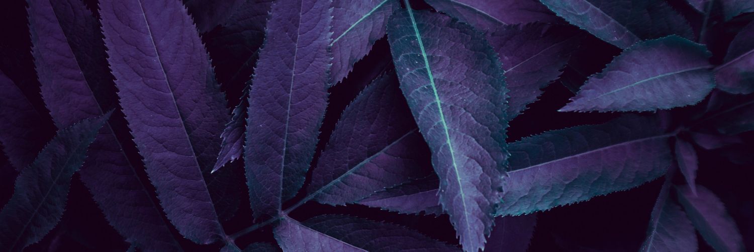 Tom Anderson banner