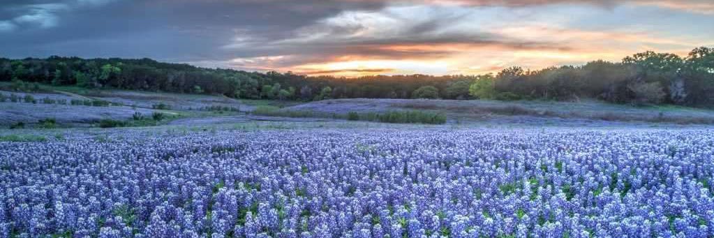 Sarah Hancock, PhD banner