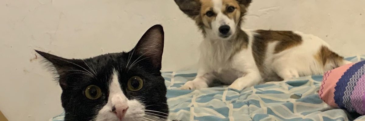 rosevisk's profile banner image
