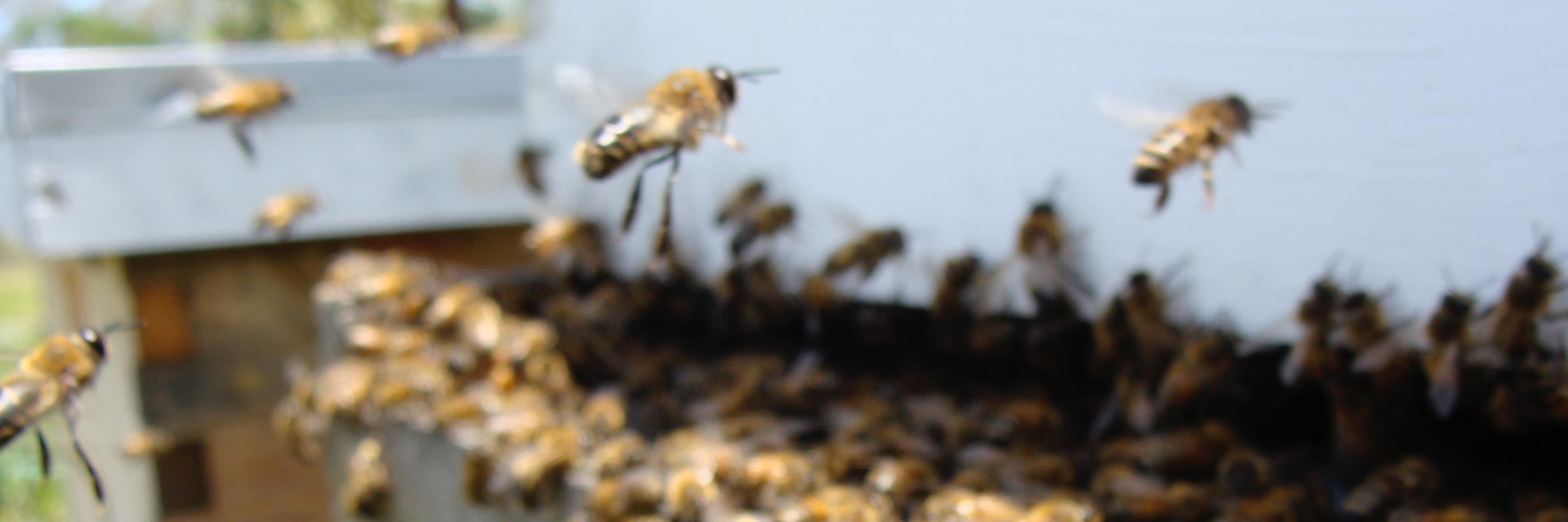 QueenBeeMaui's profile banner image
