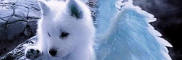 WolfGirl284's profile banner image
