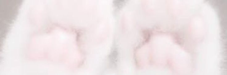 mesugaki_tan's profile banner image